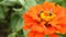 Honey bee in a orange zinnia flower