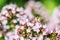 Honey Bee perched on a flower collecting pollen, macro bee on flower