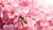 Honey bee on pink honeycomb with blooming sakura flowers