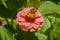 Honey bee on pink Zinnia flower.