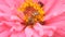 Honey bee in a pink zinnia flower