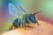 Honey bee with polen