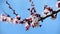 Honey bee polinate apricot blossom in early spring video