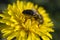 Honey bee - pollen on yellow dandelion flower