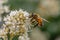 Honey bee pollenates a yellow flower