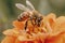 Honey bee pollenates a yellow flower