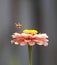 Honey bee pollinate gerbera flower in the summer garden. Seasonal natural scene.i