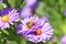 Honey bee pollinate purple flowers micro photo