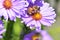 Honey bee pollinate purple flowers micro photo