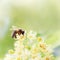 Honey bee pollinate yellow flower, beauty filter