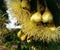 Honey bee pollinate yellow flower in the spring meadow.