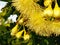 Honey bee pollinate yellow flower in the spring meadow.