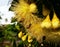 Honey bee pollinate yellow flower in the spring meadow.