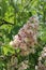 Honey bee pollinates a flowering chestnut. Chestnut flowers close-up. Chestnut pollen on a bee. Bee Gathering Pollen from White