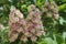 Honey bee pollinates a flowering chestnut. Chestnut flowers close-up. Chestnut pollen on a bee. Bee Gathering Pollen from White