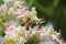 Honey bee pollinates a flowering chestnut. Chestnut flowers close-up. Chestnut pollen on a bee. Bee Gathering Pollen from White