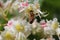 Honey bee pollinates a flowering chestnut. Chestnut flowers close-up. Chestnut pollen on a bee. Bee Gathering Pollen from White
