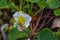 The honey bee pollinates the flowers of the strawberry which blossoms in large spring flower in Cottage Garden in South Jordan, Ut