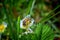 The honey bee pollinates the flowers of the strawberry which blossoms in large spring flower in Cottage Garden in South Jordan, Ut