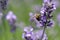 Honey bee pollinates lavender flowers. Plant decay with insects., sunny lavender.