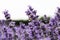 The honey bee pollinates lavender flowers. Summer background of lavender flowers with bees.