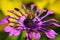A Honey Bee Pollinates a Purple Flower