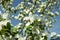 Honey bee pollinating apple blossom in spring garden