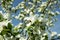 Honey bee pollinating apple blossom in spring garden