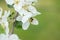 Honey bee pollinating apple blossom in spring garden