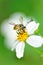 Honey bee pollinating a bidens pilosa flower, honeybee, insect, flower, agriculture, nature