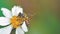 Honey bee pollinating a bidens pilosa flower. insect, honeybee, agriculture, banner, nature