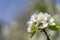 Honey Bee Pollinating Blooming Orchard