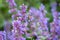 Honey bee pollinating blooming purple catmint, purple and green garden