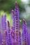 Honey bee pollinating blooming purple salvia, purple and green garden