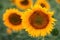 Honey bee pollinating blooming sunflower in field