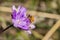 Honey bee pollinating a Blue wildflower Dichelostemma capitatum, California