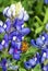 Honey Bee Pollinating Bluebonnet Flower