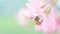 Honey bee pollinating cherry blossoms. insect, flower, agriculture honeybee, sakura, banner, beauty in Nature