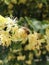 Honey bee pollinating and collecting nectar on a Linden tree blossom