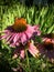 Honey Bee pollinating and collecting nectar on a purple cone Echinacea flower blossom in summer cottage garden closeup Utah