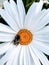 Honey bee pollinating a common white daisy and yellow pistil
