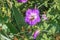 Honey bee pollinating a cranesbill Geranium flower, California