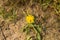 Honey Bee Pollinating Dandelion