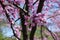 Honey bee pollinating eastern redbud i