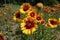 Honey bee pollinating flower of Gaillardia aristata