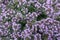 Honey bee pollinating flowers of Thymus praecox