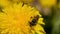 A honey bee pollinating, gathers nectar from a yellow dandelion flower to bring to hive and make honey