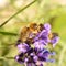 Honey Bee Pollinating Lavender