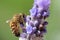 Honey Bee Pollinating Lavender