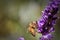 Honey Bee Pollinating a Lavender Flower